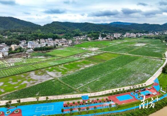 南龍村“產(chǎn)業(yè)村長(zhǎng)”鐘春曉:一田三收新“稻”路|產(chǎn)業(yè)村長(zhǎng)上崗 鄉(xiāng)村振興有方①